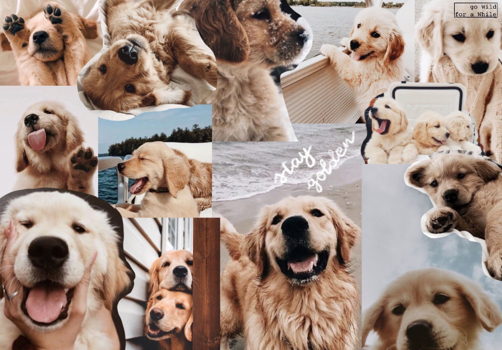  Golden Retriever Hintergrundbild 1689x1180. Stay Golden. Cute dog wallpaper, Golden retriever wallpaper, Golden retriever