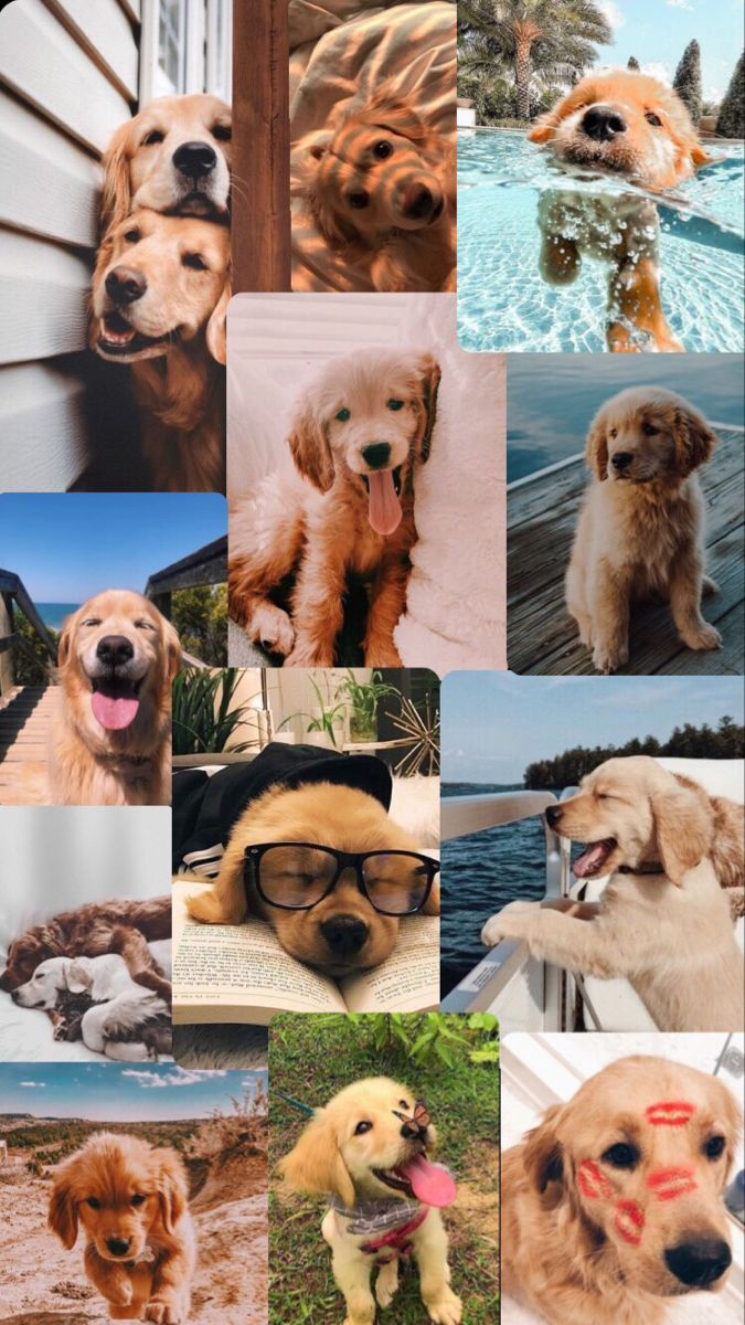  Golden Retriever Hintergrundbild 675x1200. Golden retriever. Cute dog wallpaper, Cute animals, Very cute dogs