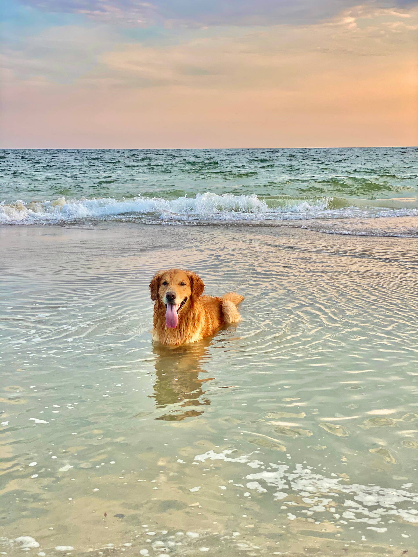  Golden Retriever Hintergrundbild 1440x1920. Download Golden Retriever Beach Waves Wallpaper