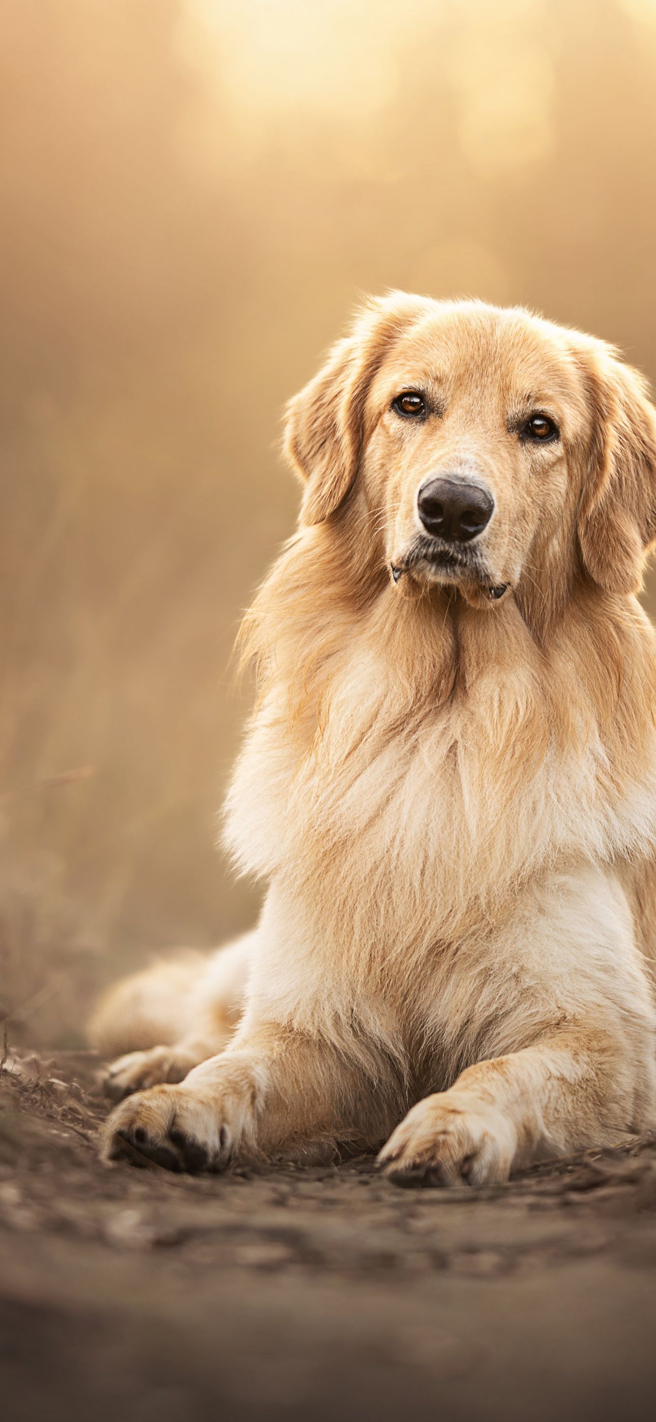  Golden Retriever Hintergrundbild 1290x2796. Golden Retriever Wallpaper 4K, Scottish breed dog, Pet dog, 5K