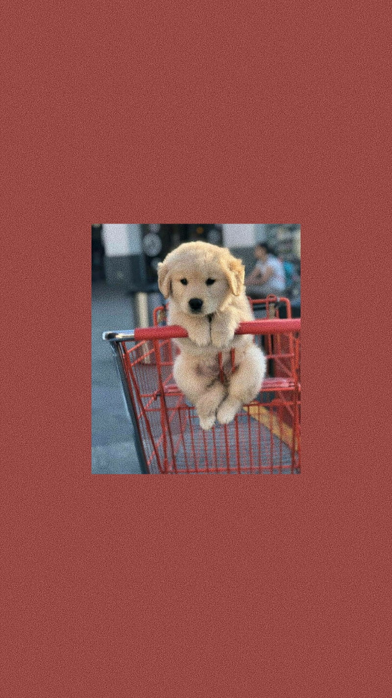  Golden Retriever Hintergrundbild 800x1423. Little Dog Aesthetic, aesthetic, animals, cute, dog, famous, golden, little dog, HD phone wallpaper