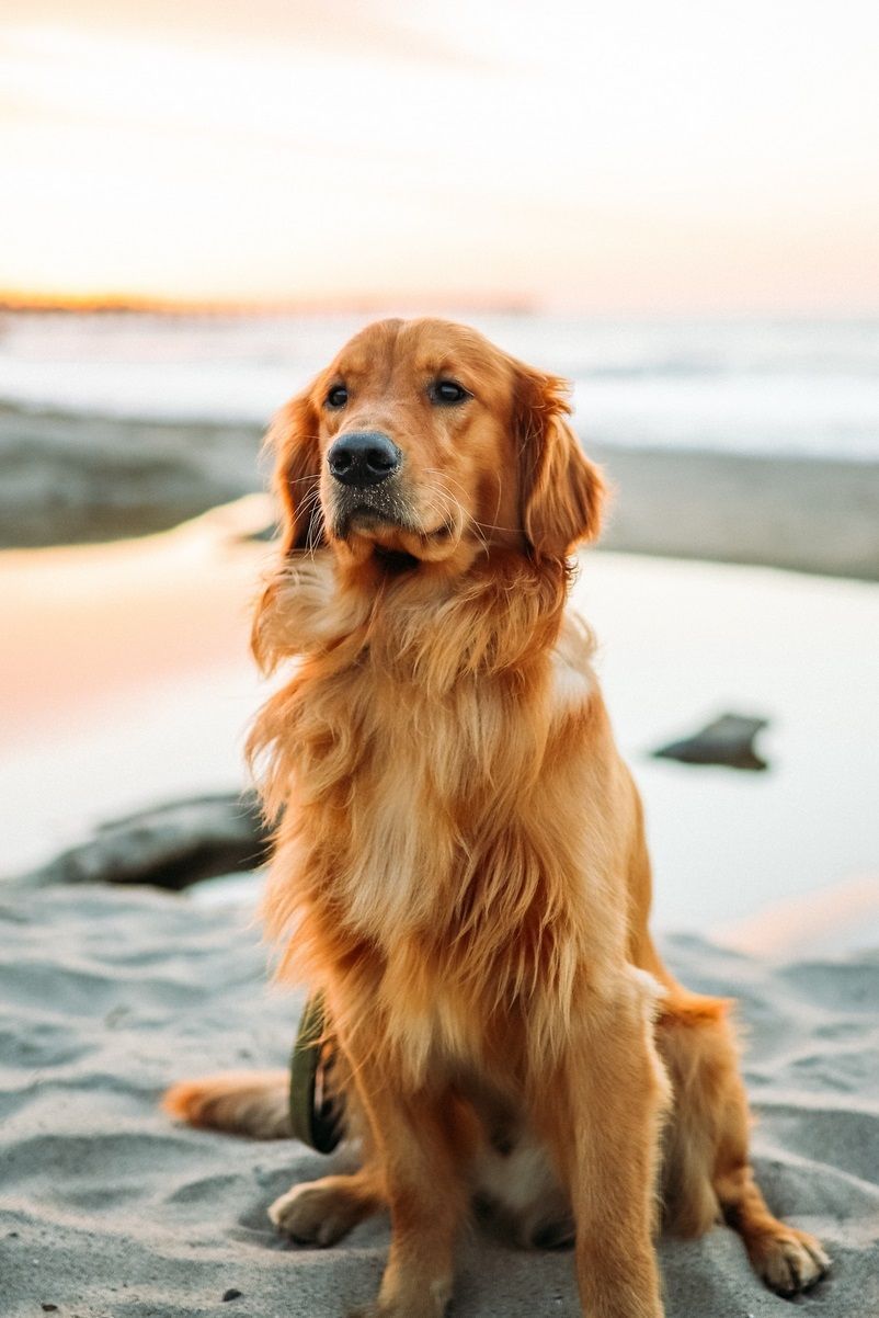  Golden Retriever Hintergrundbild 802x1202. Golden Retriever Dogs Wallpaper