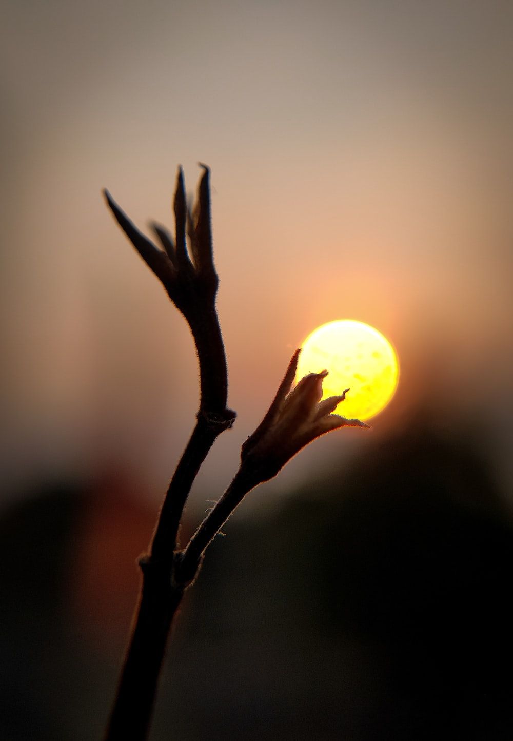 Sonne Hintergrundbild 1000x1444. Foto zum Thema Eine nahaufnahme einer pflanze mit der sonne im hintergrund