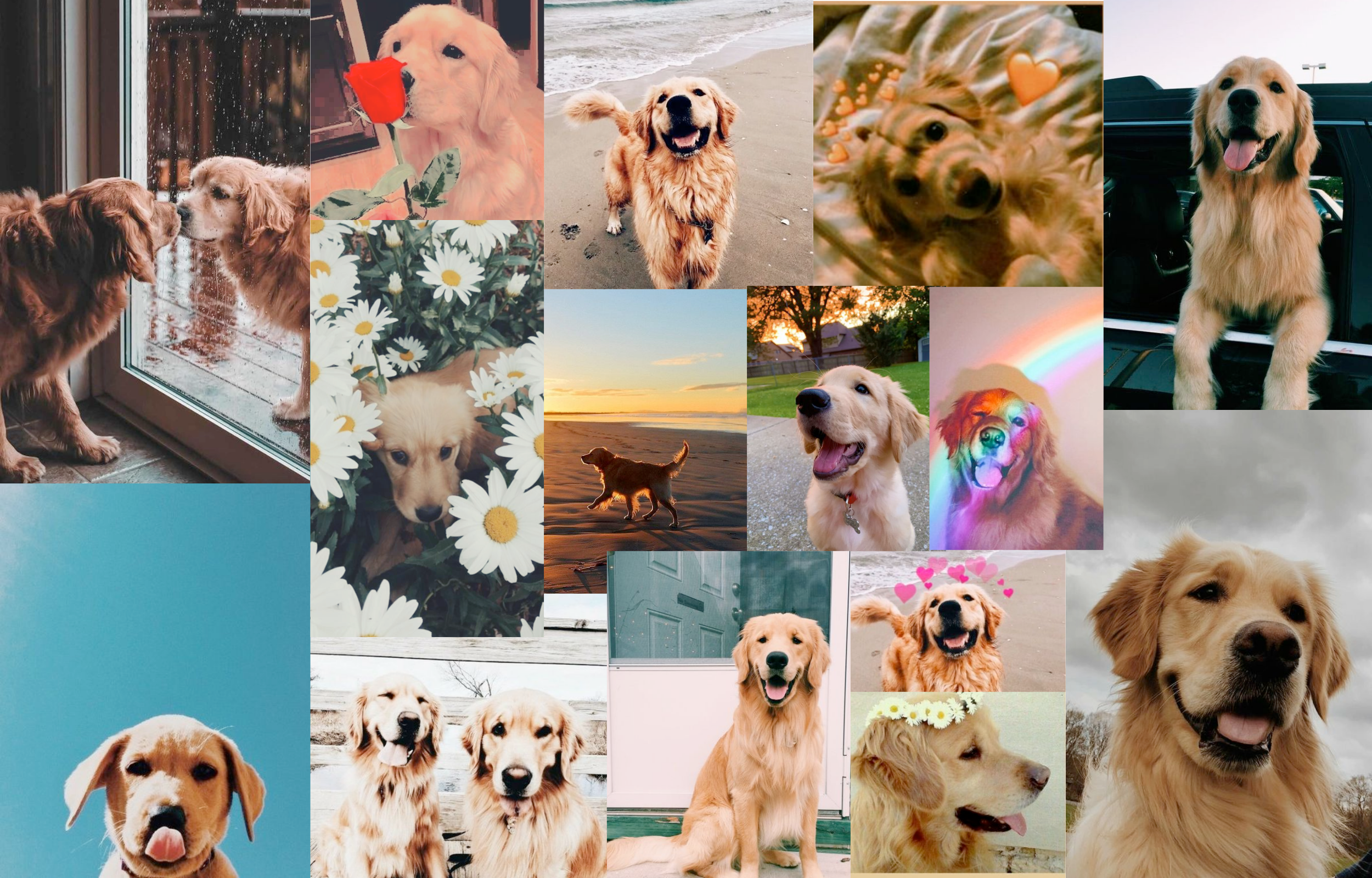  Golden Retriever Hintergrundbild 2500x1600. Aesthetic Dog Collage. Cute puppy wallpaper, Dog wallpaper, Puppy wallpaper
