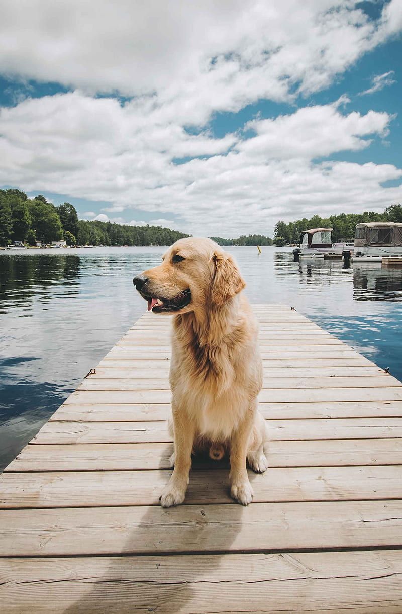 Golden Retriever Hintergrundbilder Hintergrundbilder co Golden Retriever Hintergrundbilder Hintergrundbilder co