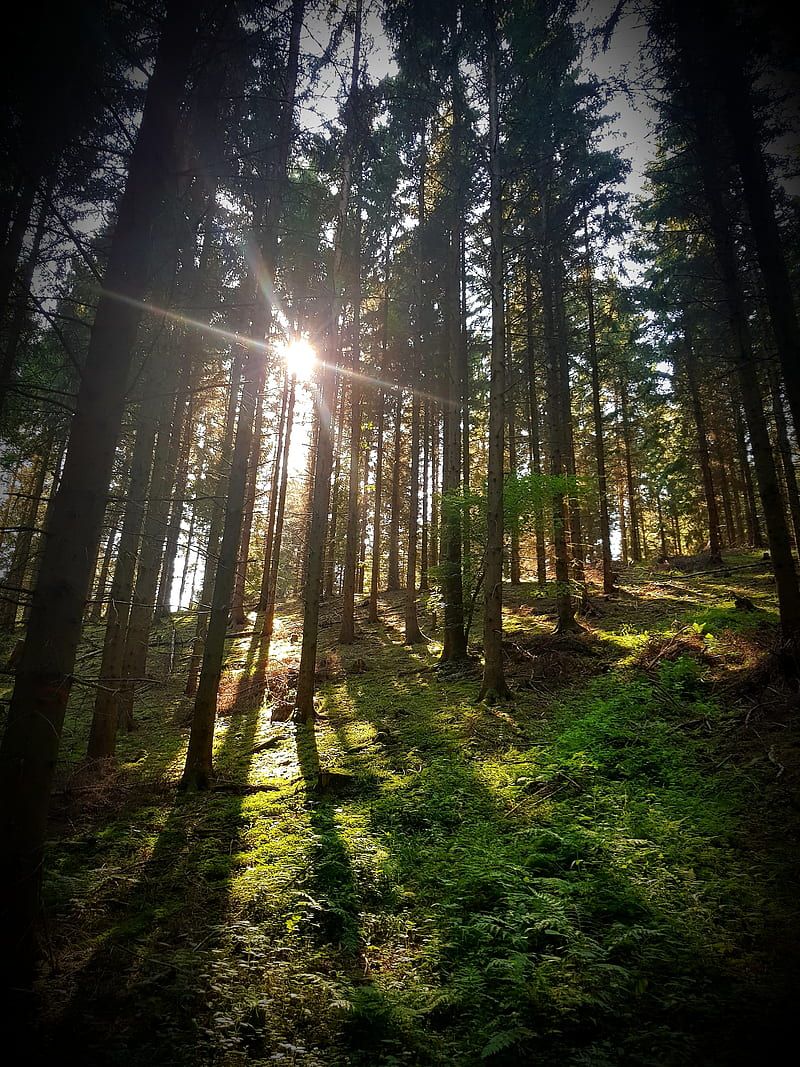  Sonne Hintergrundbild 800x1067. German Forest, forst, holz, sonne, untergang, wald, wood, HD phone wallpaper