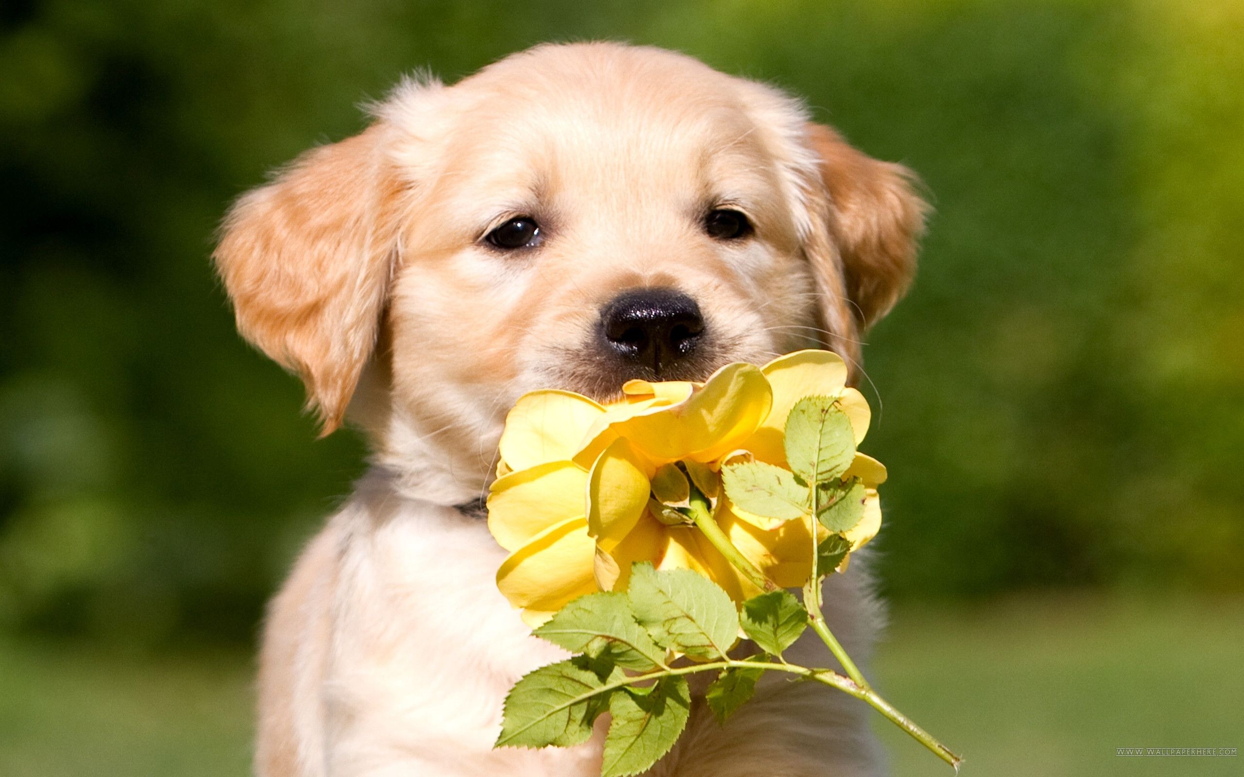  Golden Retriever Hintergrundbild 2560x1600. Golden Retriever Puppies Wallpaper