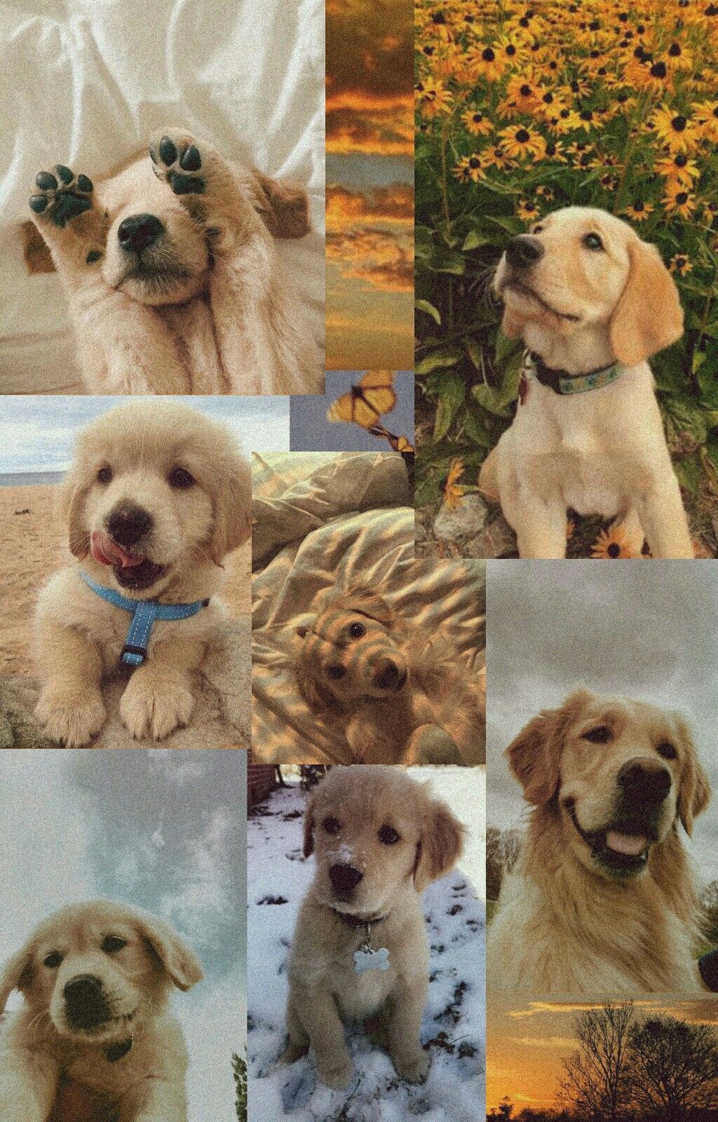  Golden Retriever Hintergrundbild 1024x1600. Puppy Collages Wallpaper