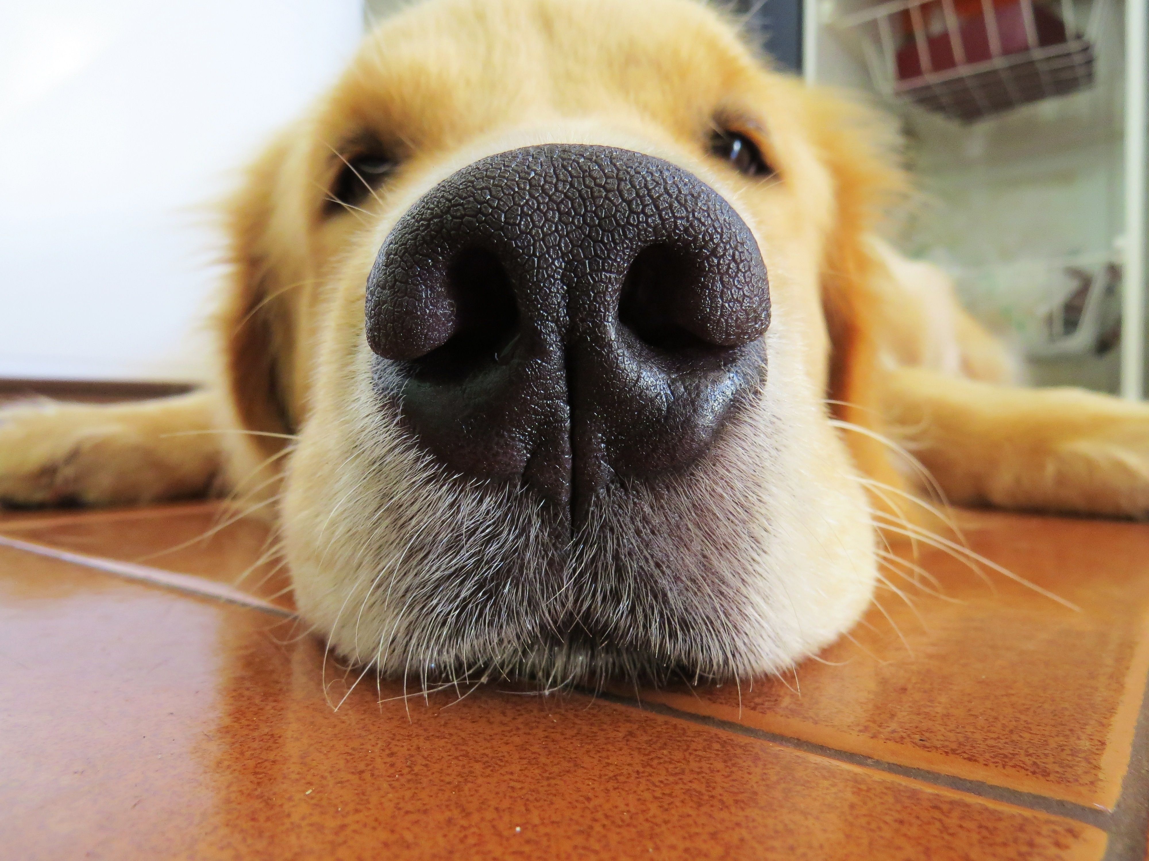  Golden Retriever Hintergrundbild 4000x3000. dog, golden retriever, high resolution, nose.me!