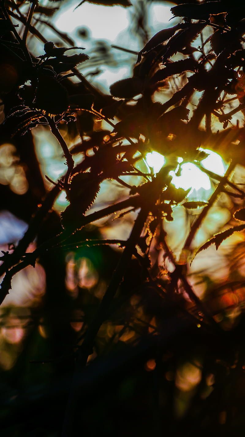  Sonne Hintergrundbild 800x1424. Fingerhut, blume, pflanze, HD phone wallpaper