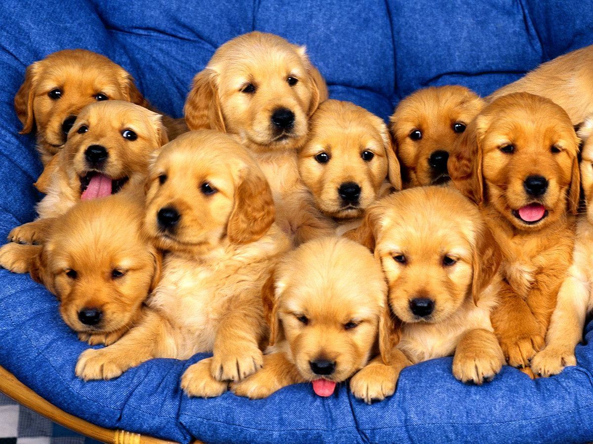  Golden Retriever Hintergrundbild 1200x900. Cool wallpaper Dogs, Golden Retriever, Puppies. FREE Best background