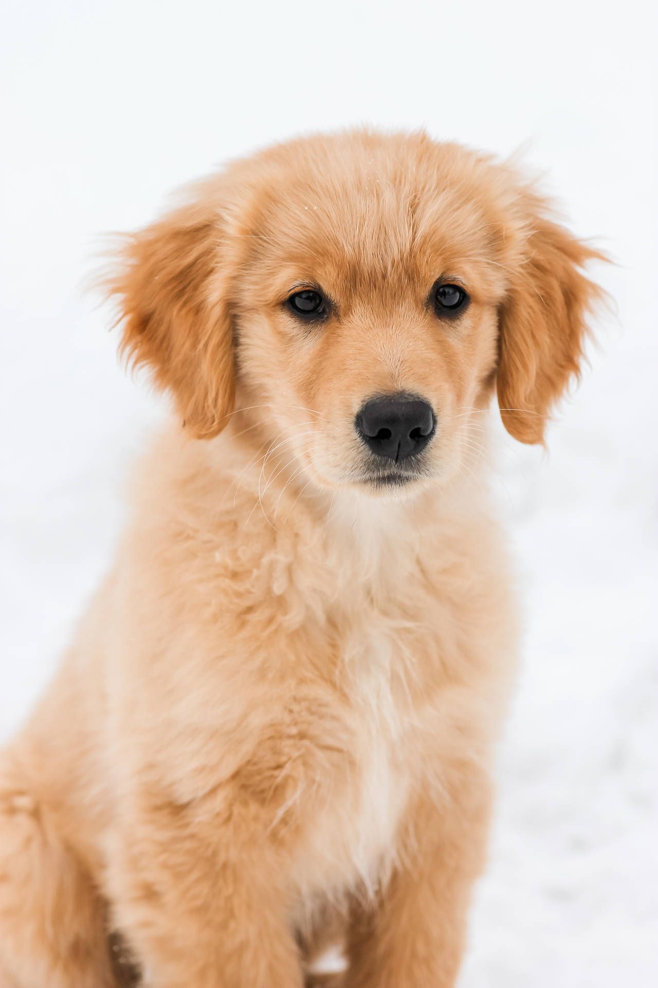  Golden Retriever Hintergrundbild 1280x1920. Download Golden Retriever Puppy Snowy Ground Wallpaper