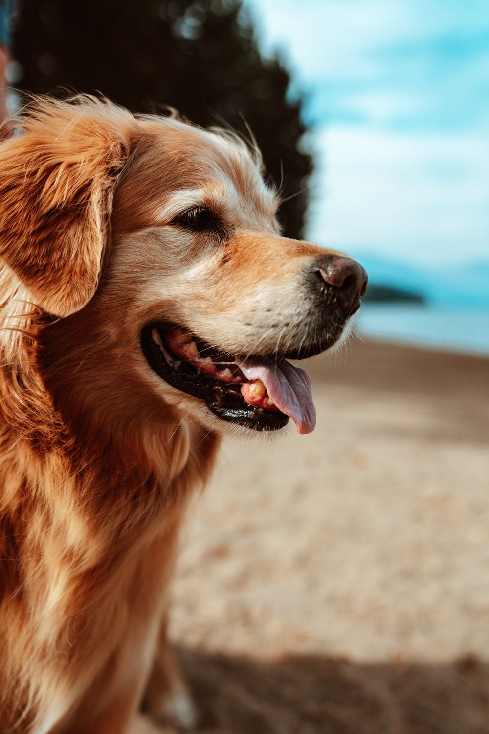  Golden Retriever Hintergrundbild 1000x1499. Aesthetic Dog Wallpaper HD Free download