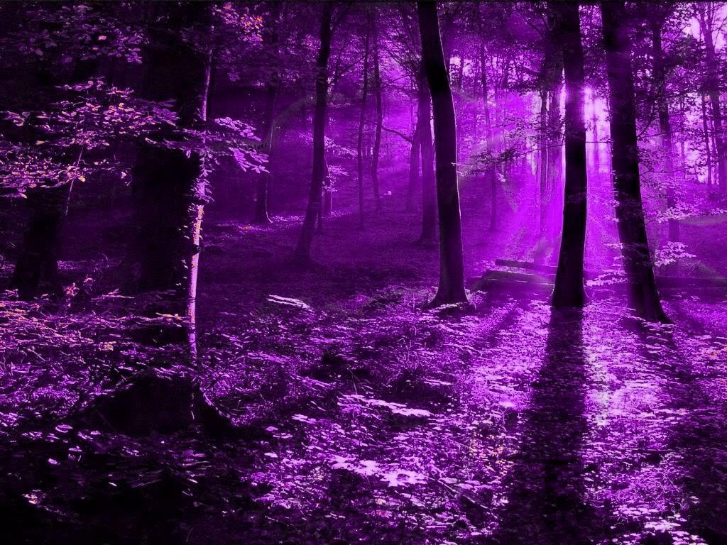  1024x768 Hintergrundbild 1024x768. Dark Purple Forest Wallpaper Free Dark Purple Forest Background
