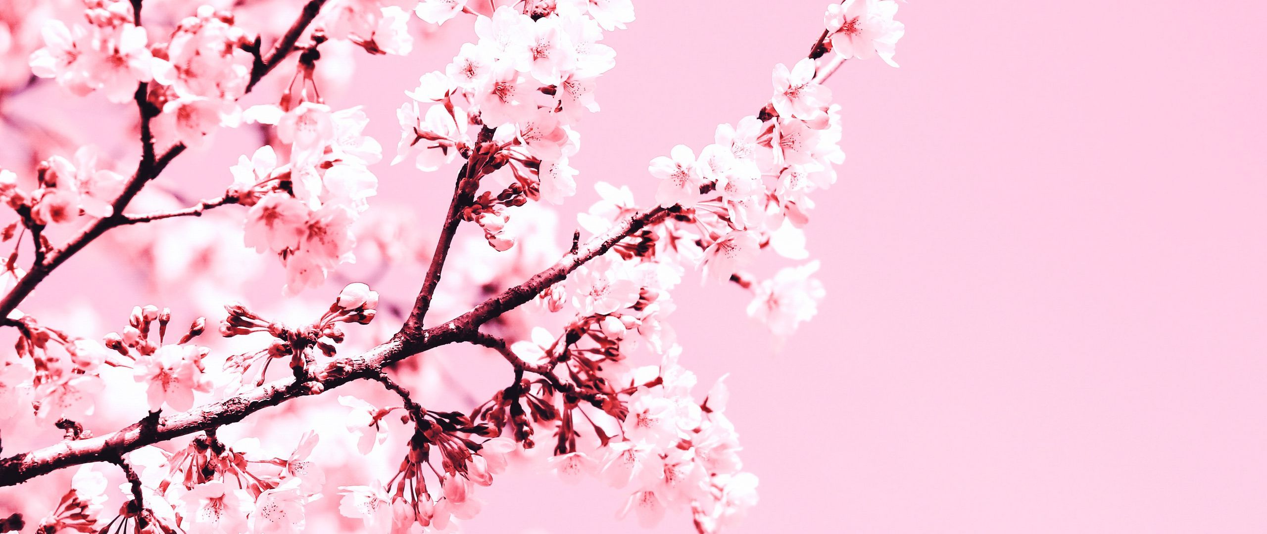  2560x1080 Hintergrundbild 2560x1080. Download wallpaper 2560x1080 cherry blossom, flowers, branch, pink, plant, bloom dual wide 1080p HD background