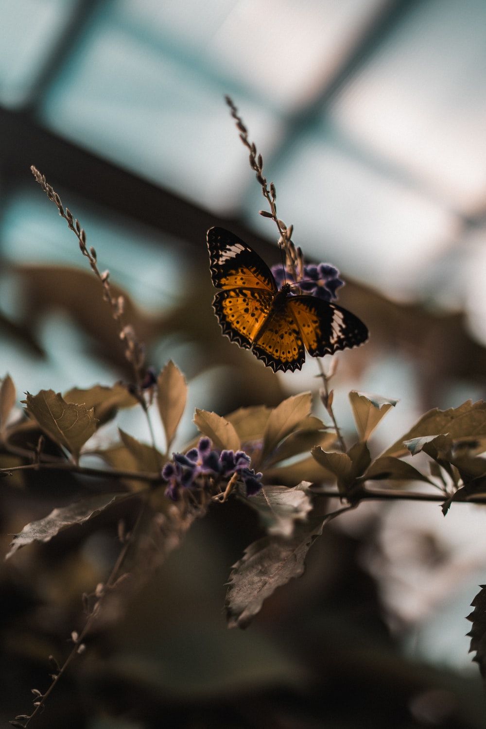  Blumen Und Schmetterlinge Hintergrundbild 1000x1500. Foto zum Thema Brauner und schwarzer schmetterling sitzt tagsüber auf violetten blumen