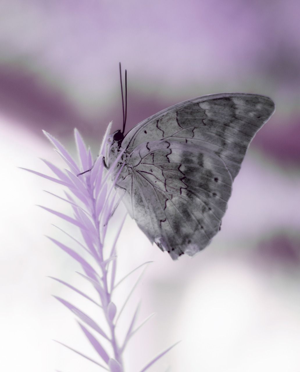  Blumen Und Schmetterlinge Hintergrundbild 1032x1280. Schmetterling Infrarot Natur Foto auf Pixabay
