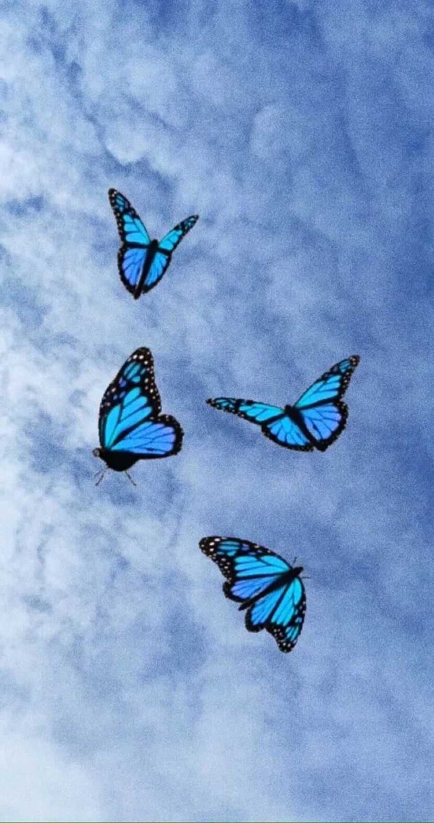 Blumen Und Schmetterlinge Hintergrundbild 850x1610. Blauer Schmetterling, Cooler Schmetterling HD Handy Hintergrundbild