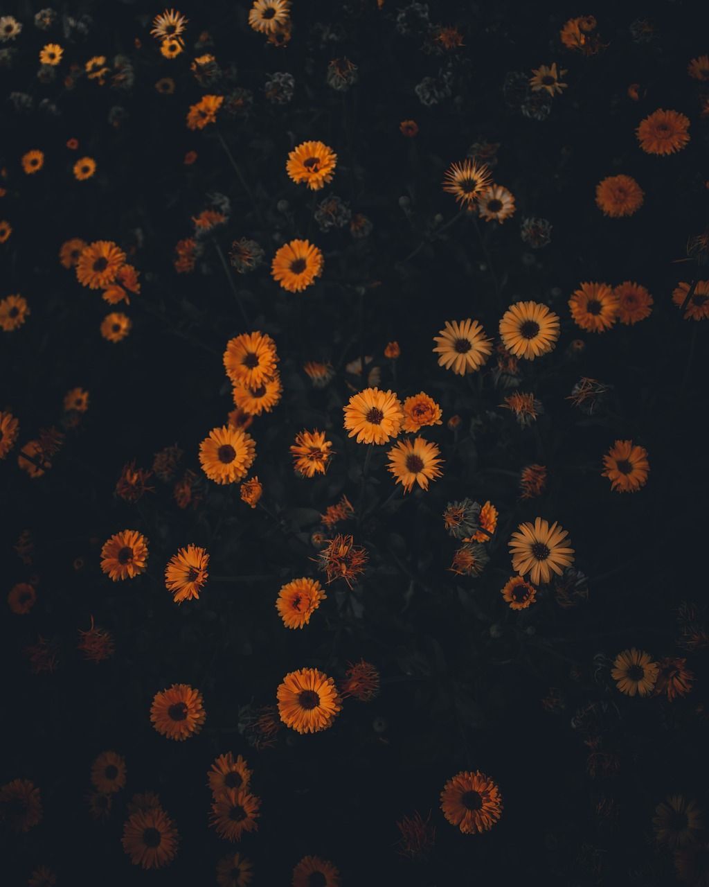  Blume Hintergrundbild 1024x1280. Blume Ästhetisch Jahrgang Foto auf Pixabay