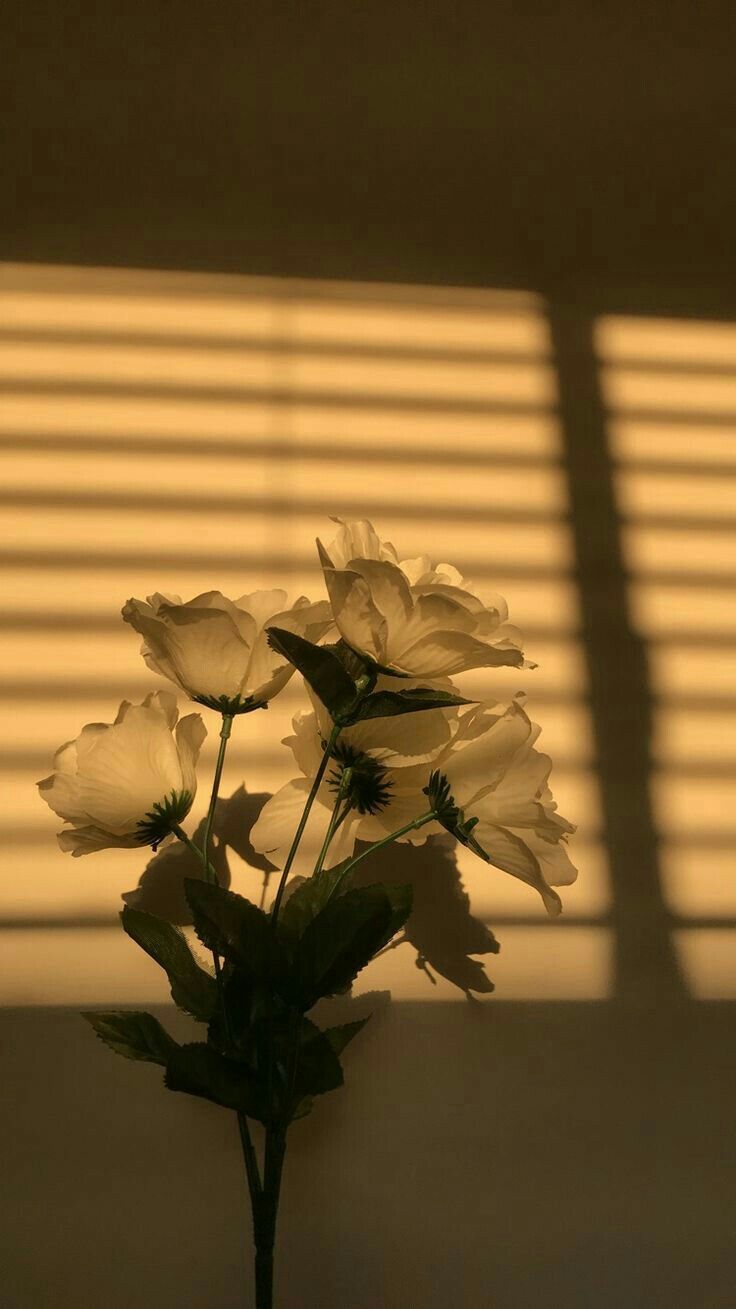  Fotografie Hintergrundbild 736x1309. Bối Kư •Δ• on 《 Flowers. Hoa 》. Aesthetic wallpaper, Sky aesthetic, Aesthetic background