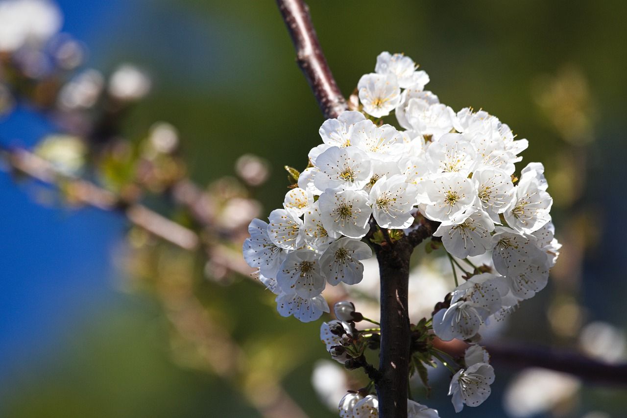  Schöne Blumen Hintergrundbild 1280x854. Blumen Kirsche Zweig Foto auf Pixabay