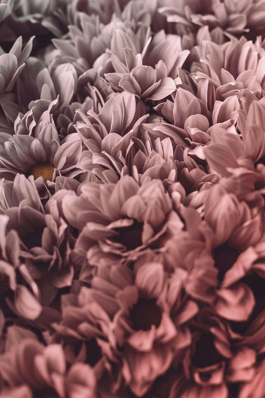  Schöne Blumen Hintergrundbild 853x1280. Blume Hintergrund Blumen Foto auf Pixabay