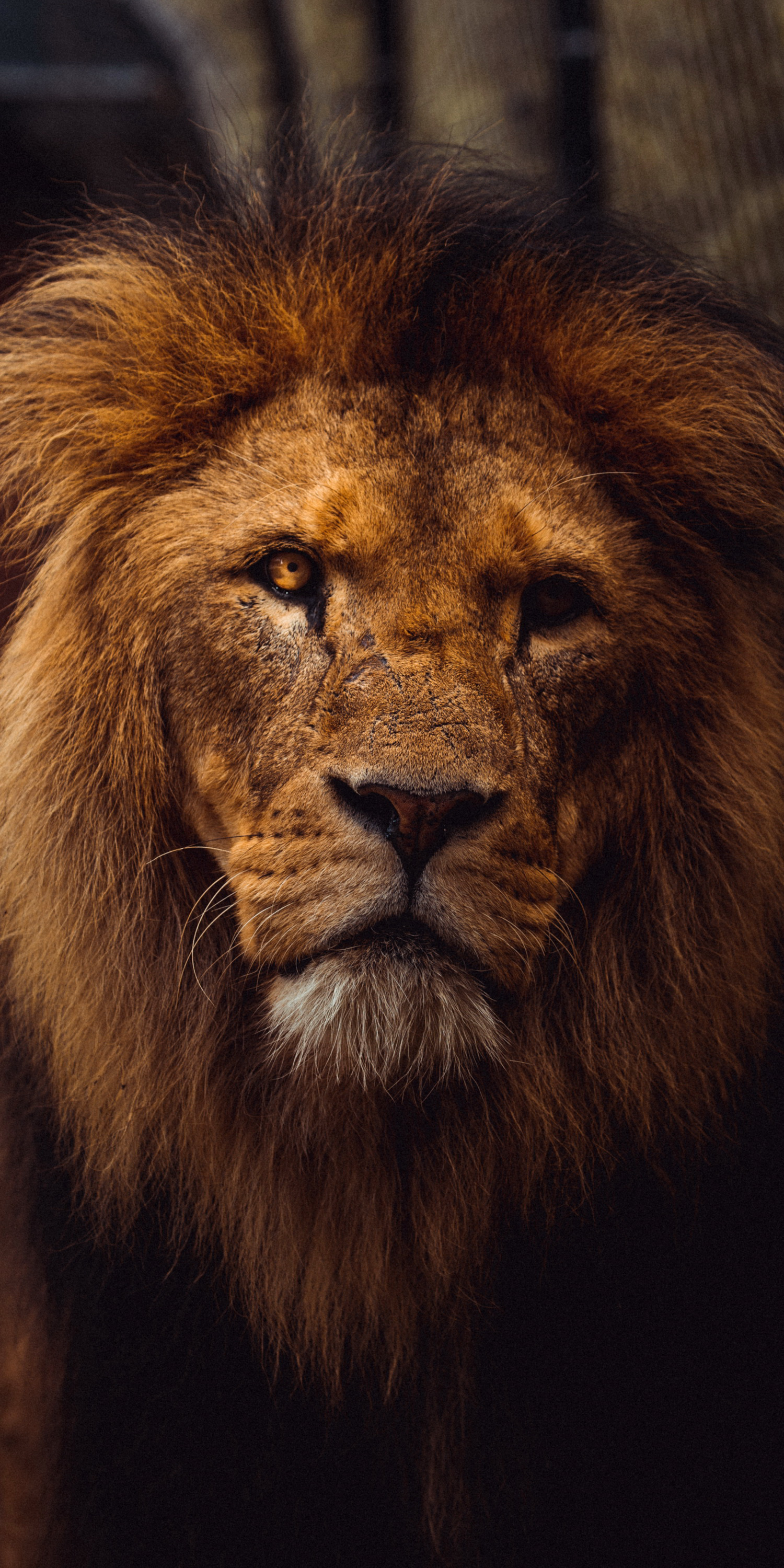  Löwen Hintergrundbild 1500x3000. Kostenlose Hintergrundbilder Löwenästhetik, Lion, Tiger, Felidae, Massai- Löwe, Bilder Für Ihren Desktop Und Fotos