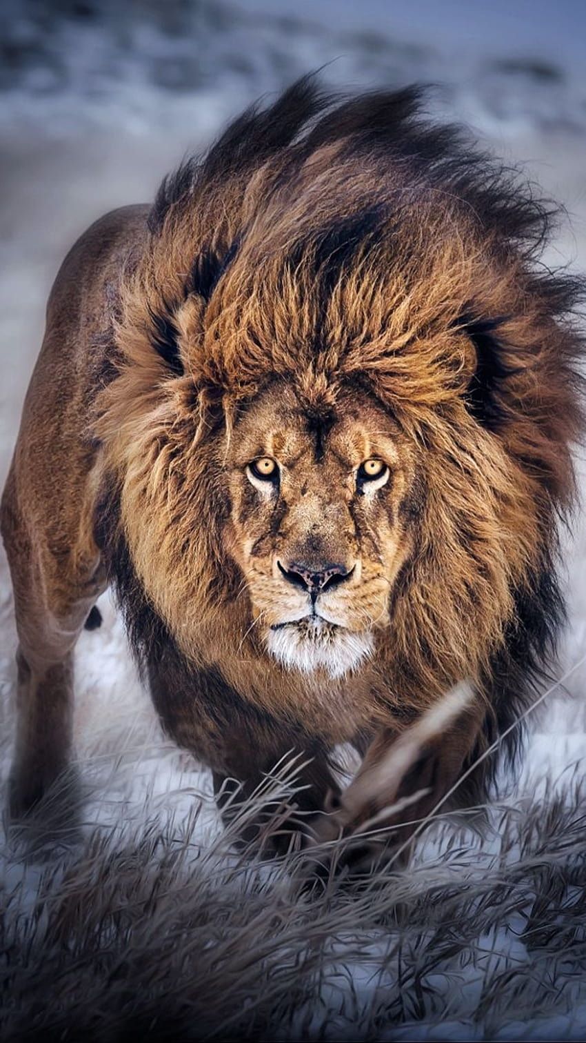  Löwen Hintergrundbild 850x1512. König Der Löwen HD Handy Hintergrundbild