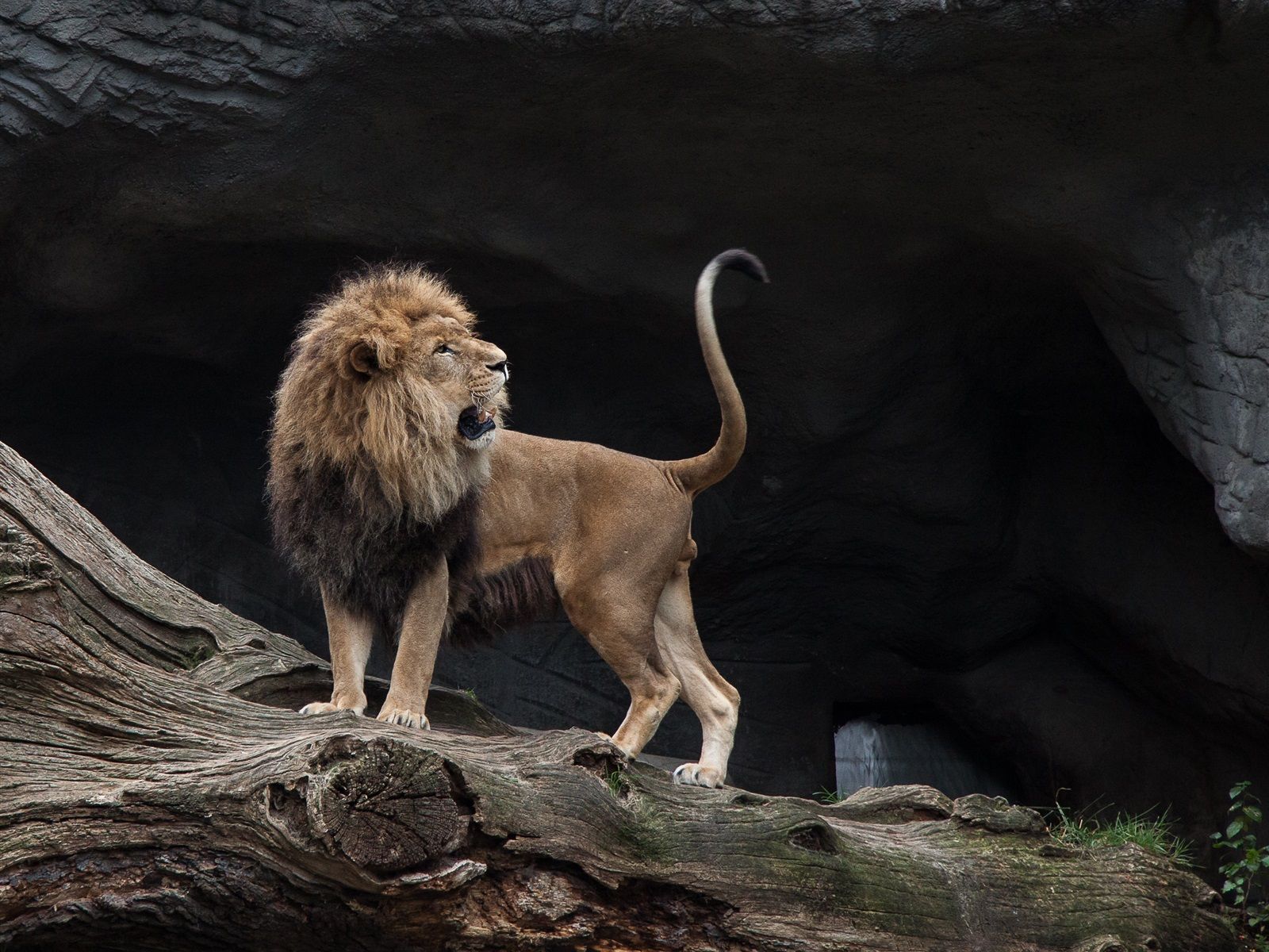  Löwen Hintergrundbild 1600x1200. Löwe Blick zurück, große Katze 2880x1800 HD Hintergrundbilder, HD, Bild