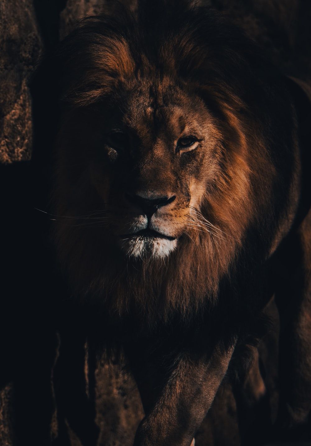  Löwen Hintergrundbild 1000x1434. Löwenbilder & Bilder. Laden Sie kostenlose Bilder und Stockfotos auf herunter