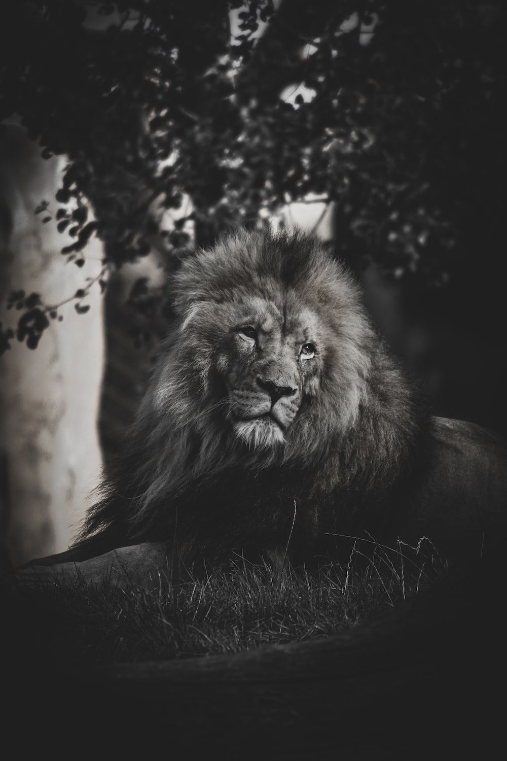  Löwen Hintergrundbild 1000x1500. Foto Zum Thema Ein Schwarz Weiß Foto Eines Löwen