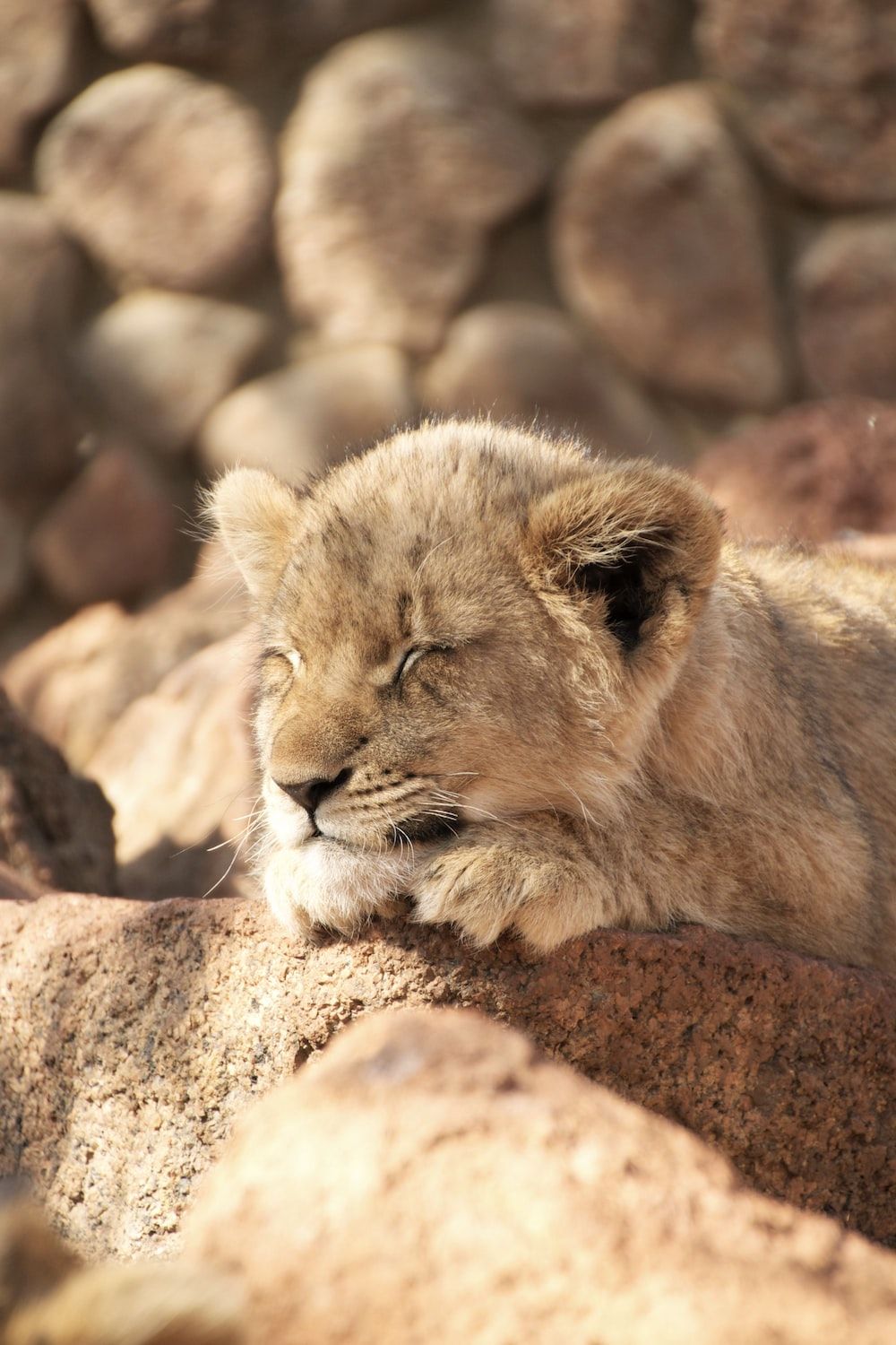  Löwen Hintergrundbild 1000x1500. Lion Cub Picture. Download Free Image