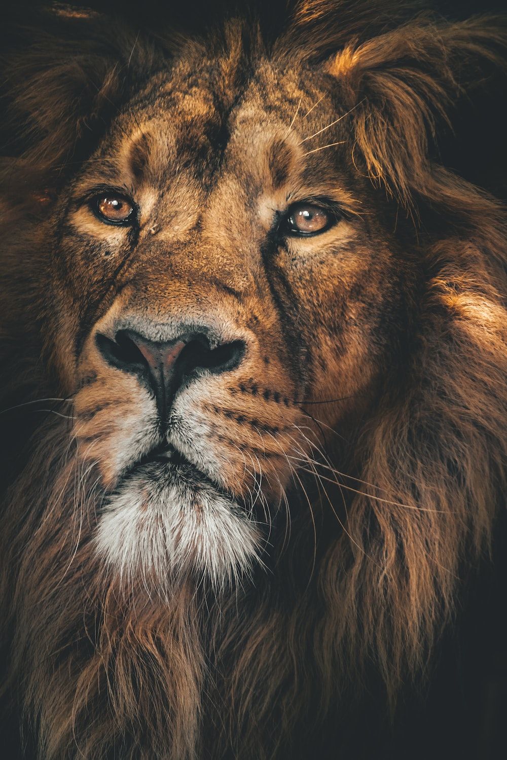  Löwen Hintergrundbild 1000x1499. Foto zum Thema Brauner Löwe mit weißen Augen