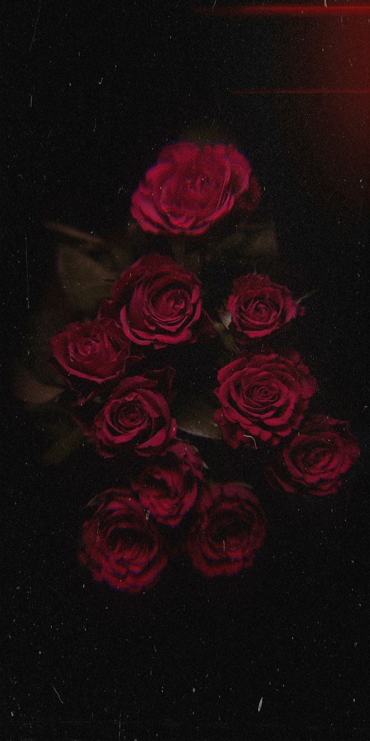  Rosen Hintergrundbild 736x1472. Red Rose. Red roses wallpaper, Black roses wallpaper, Dark red wallpaper