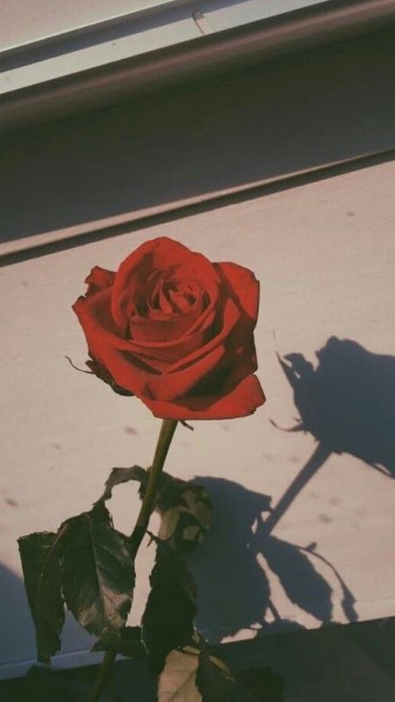  Rosen Hintergrundbild 800x1422. HD aesthetic rose wallpaper