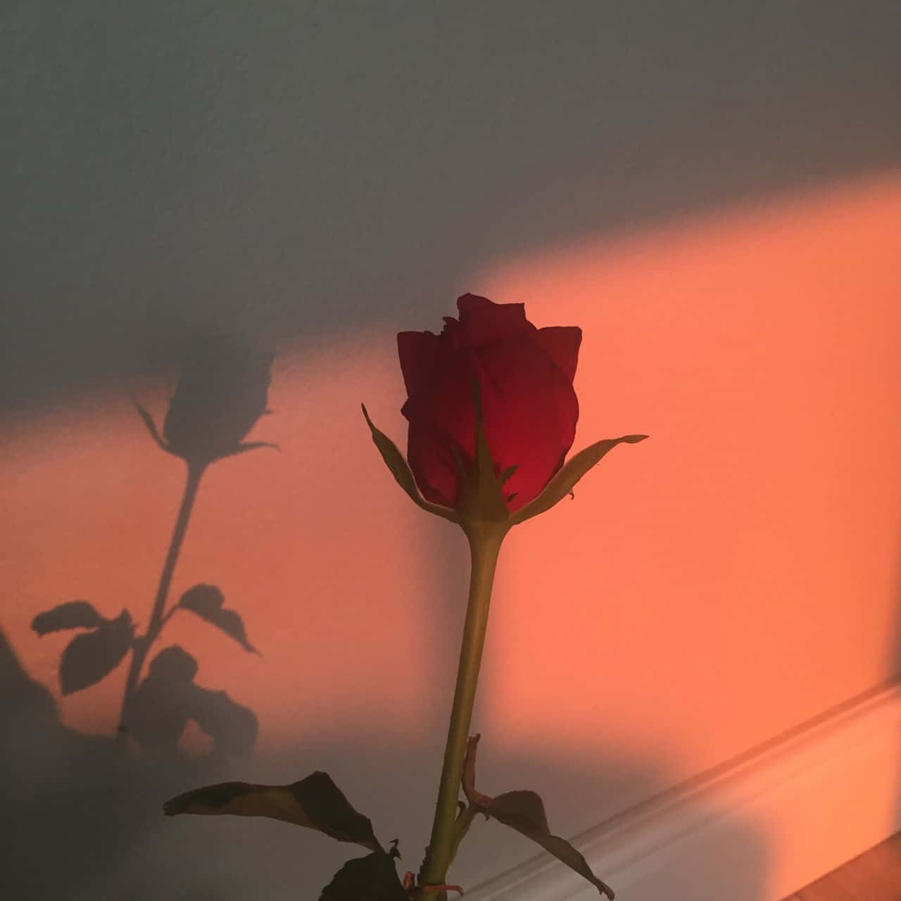  Rosen Hintergrundbild 1280x1280. Red Rose Aesthetic Background