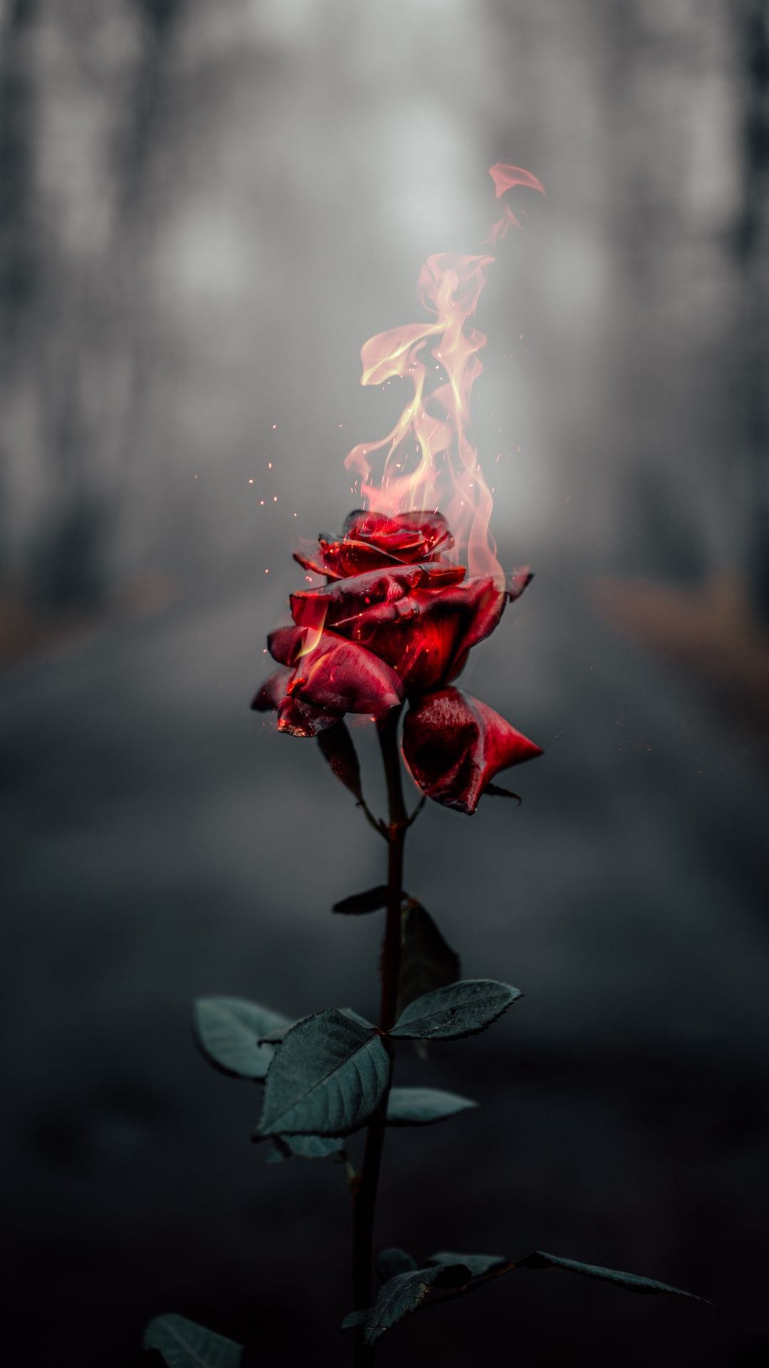  Rosen Hintergrundbild 1080x1920. Rose flower Wallpaper 4K, Fire, Burning, Dark, Aesthetic