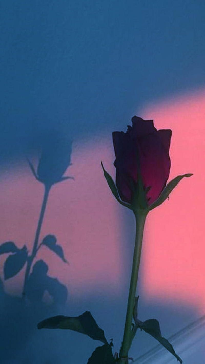  Rosen Hintergrundbild 800x1422. Rose, aesthetic, HD phone wallpaper