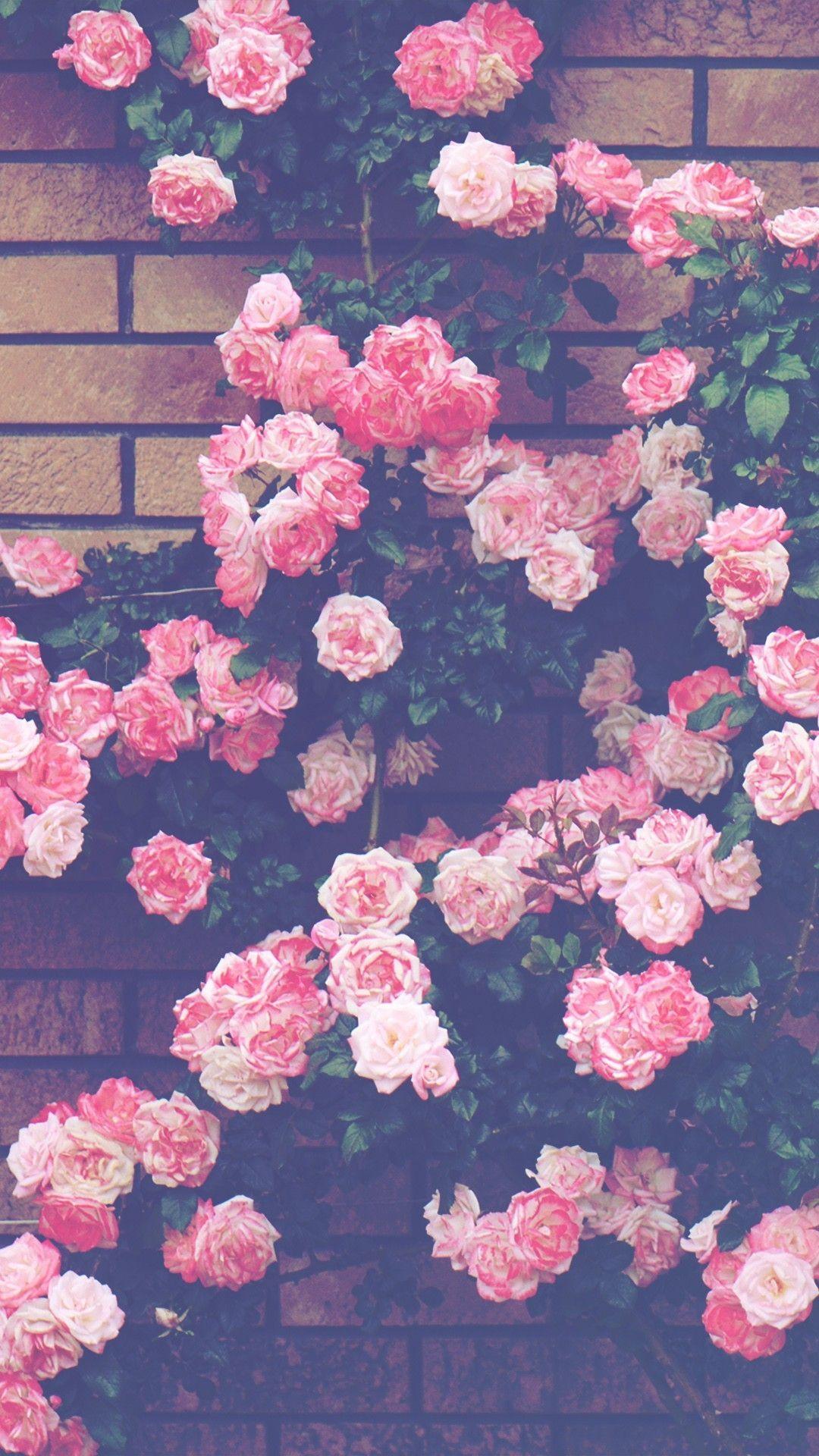  Rosen Hintergrundbild 1080x1920. Pink Roses Aesthetic Wallpaper