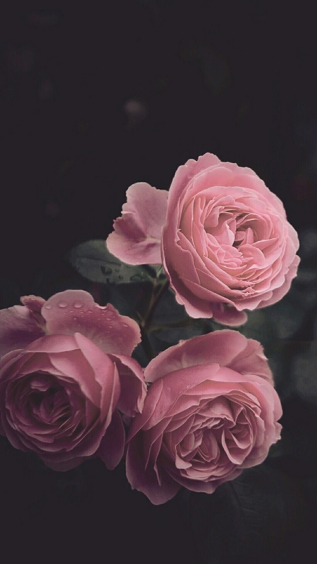  Rosen Hintergrundbild 1080x1920. Rose Aesthetic. Pink Wallpaper Download