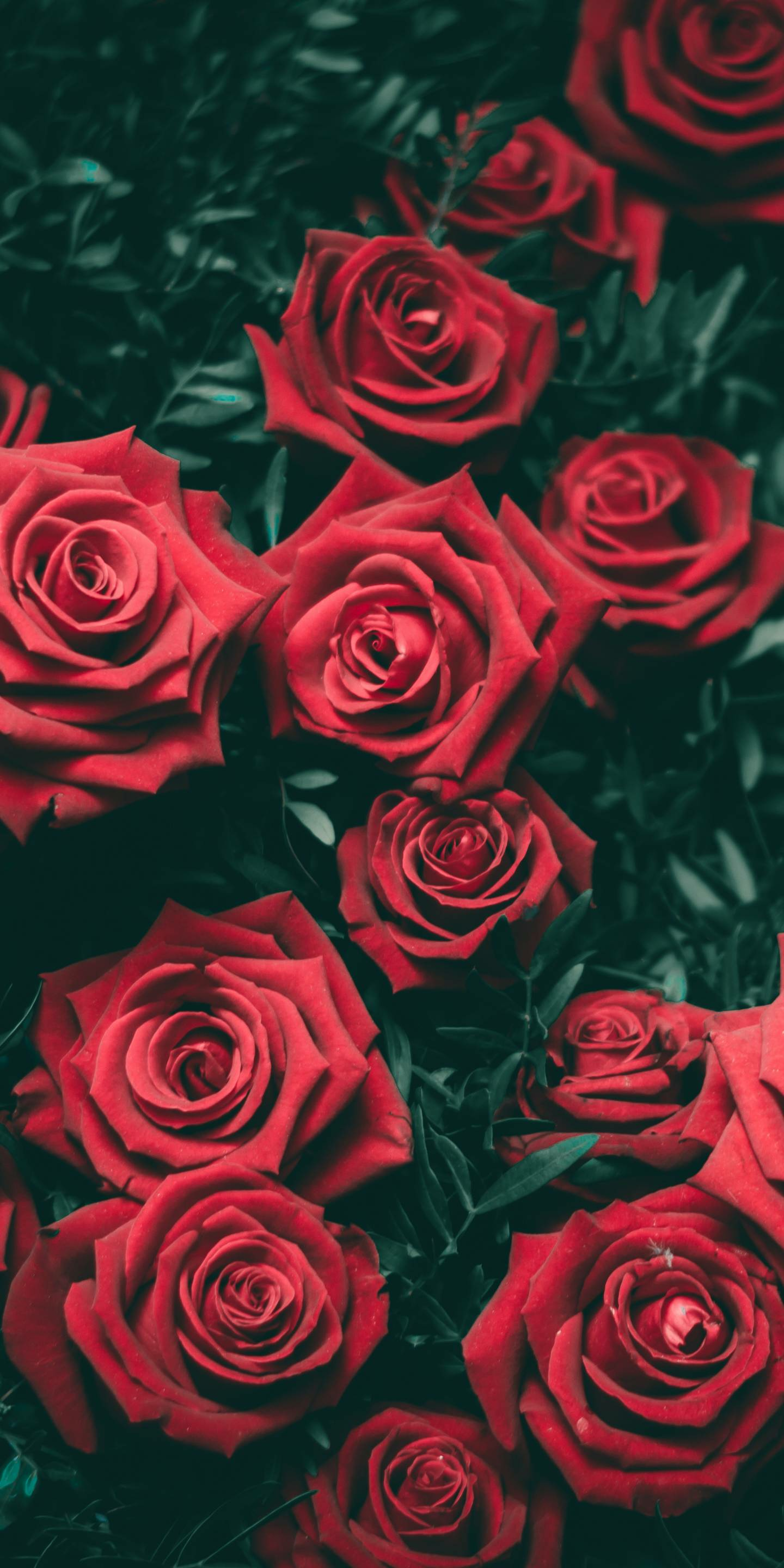  Rosen Hintergrundbild 1440x2880. Free download Red Rose Aesthetic Wallpaper Top Free Red Rose Aesthetic [1440x2880] for your Desktop, Mobile & Tablet. Explore Red Roses Aesthetic Wallpaper. Red Roses Wallpaper, Red Roses Black