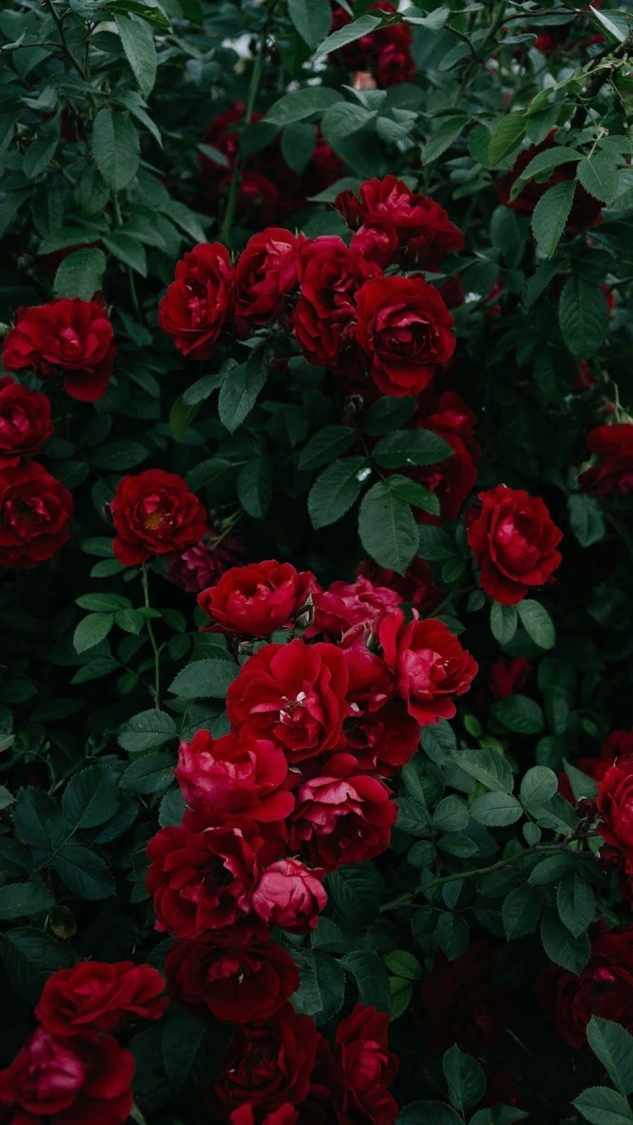  Rosen Hintergrundbild 900x1600. Red rose aesthetic Wallpaper Download