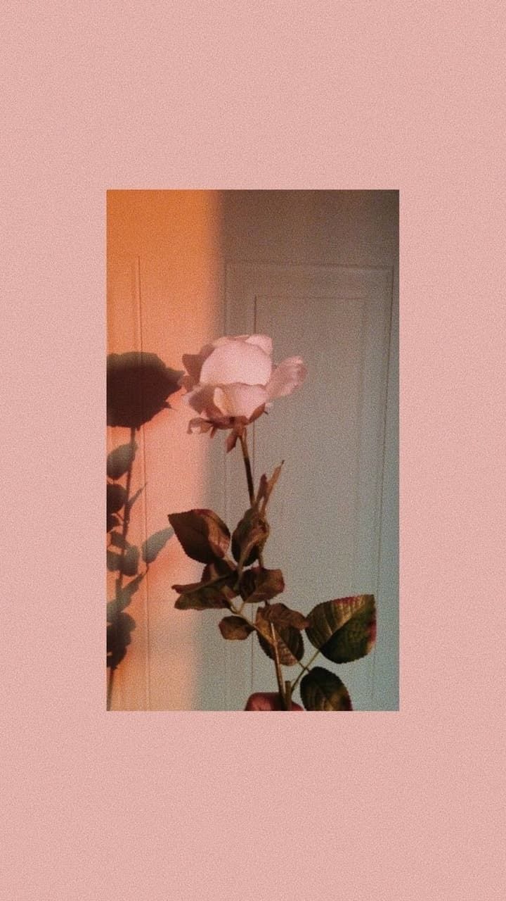  Rosa Rosen Hintergrundbild 720x1280. Background #peach #aesthetic #flowers #collages #rose Entry 326796620. Aesthetic Iphone Wallpaper, IPhone Wallpaper, Tumblr Wallpaper