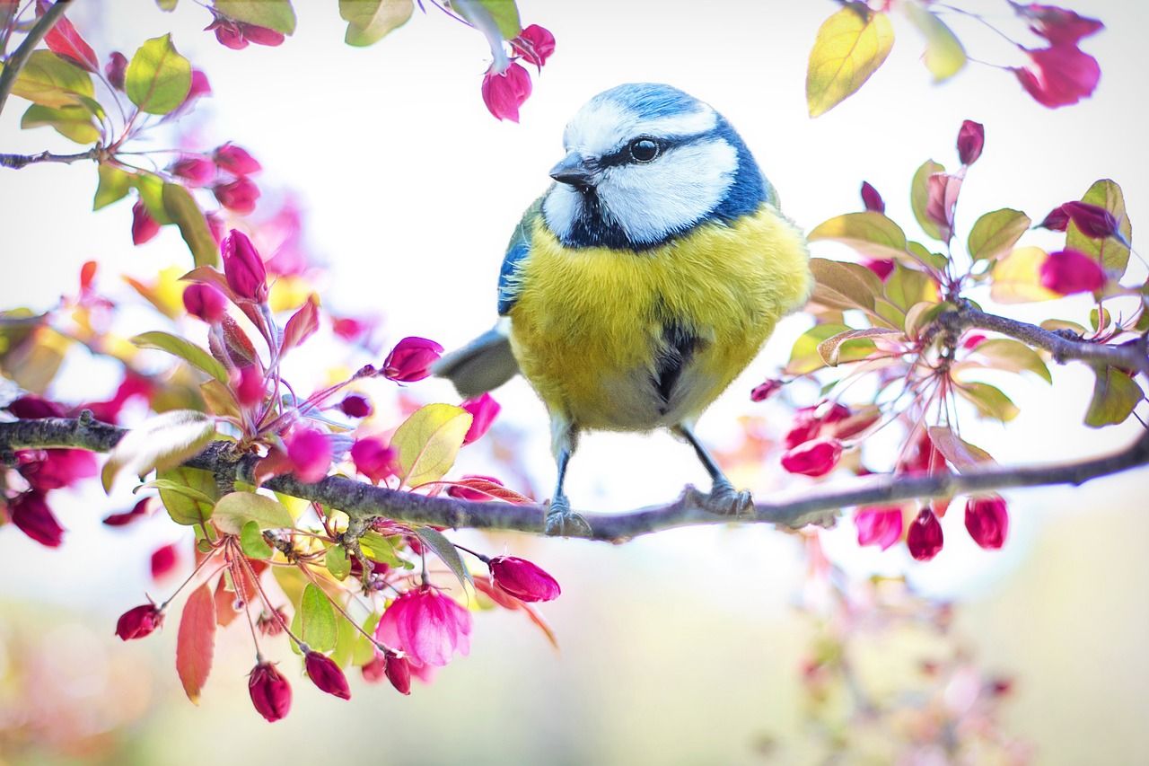  Tiere Im Frühling Hintergrundbild 1280x853. 80.kostenlose Frühling Und Natur Bilder