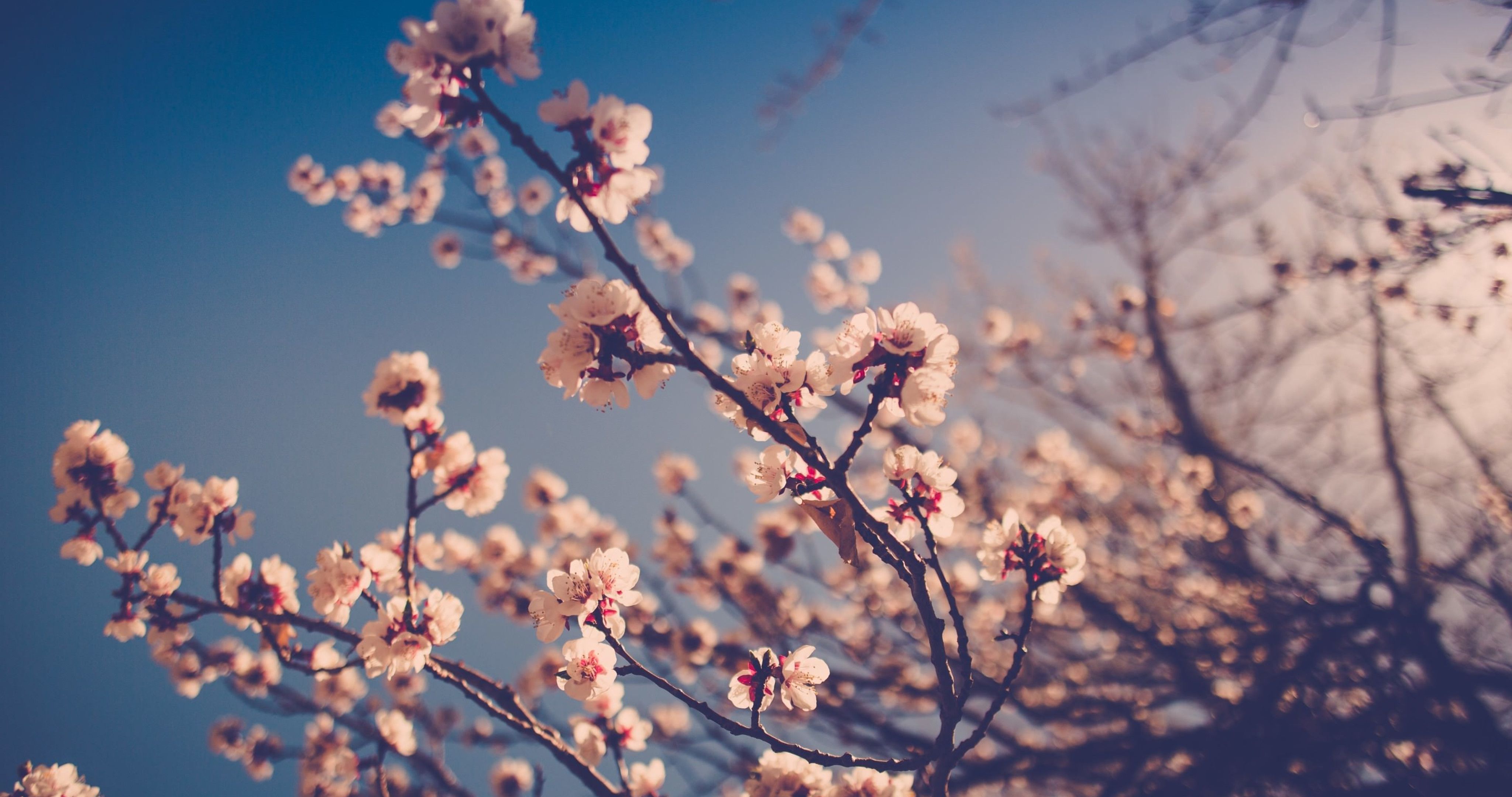  Tiere Im Frühling Hintergrundbild 4096x2160. Kostenlose Hintergrundbilder Weiße Kirschblüte Unter Blauem Himmel Tagsüber, Bilder Für Ihren Desktop Und Fotos