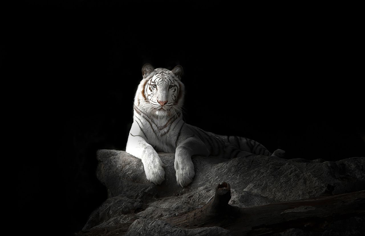  Schwarze Hintergrundbild 1280x830. Desktop Hintergrundbilder Tiger Große Katze Weiß Tiere Schwarzer