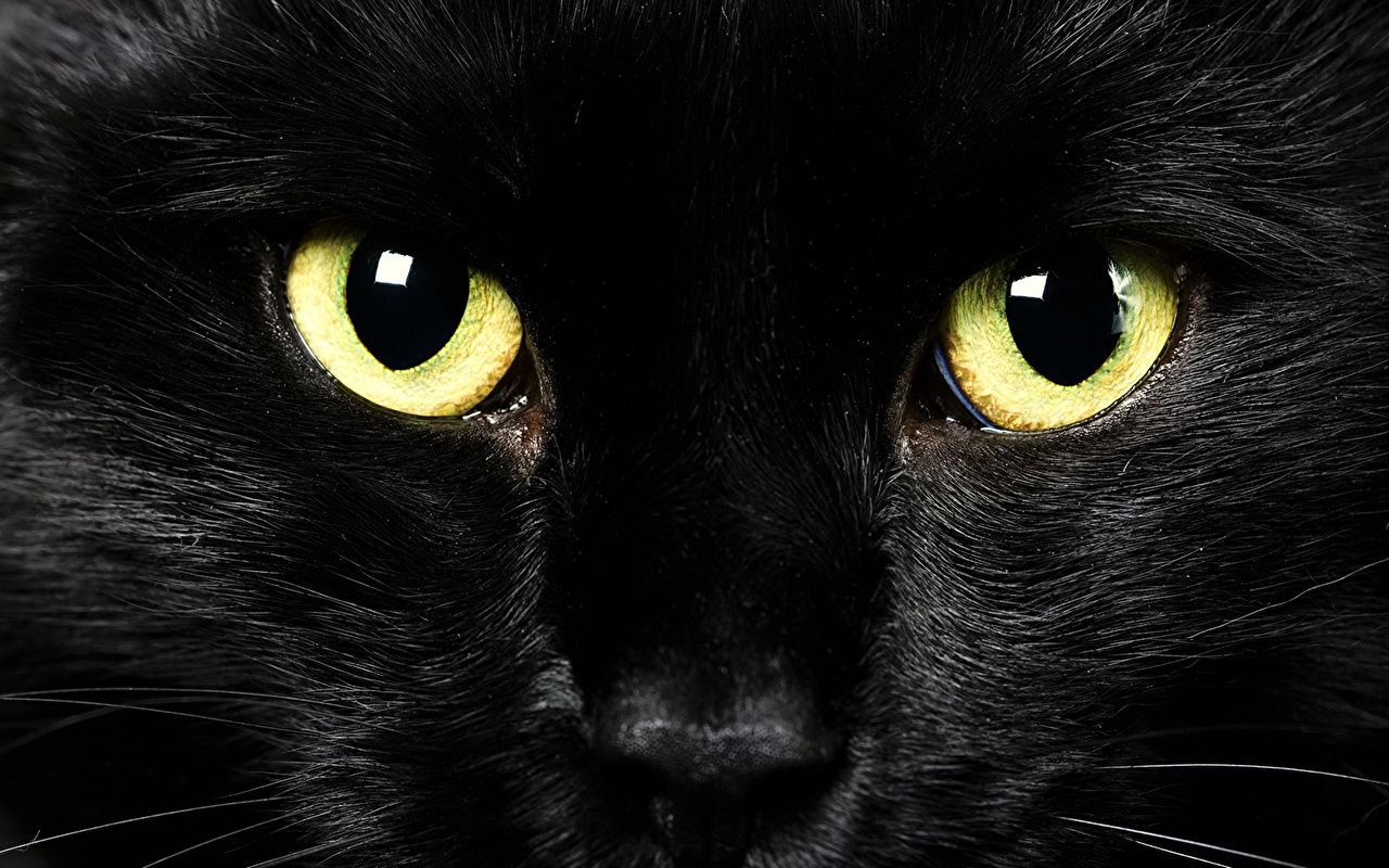 Schwarz Hintergrundbild 1280x800. Desktop Hintergrundbilder Katze Augen Schwarz Blick Tiere