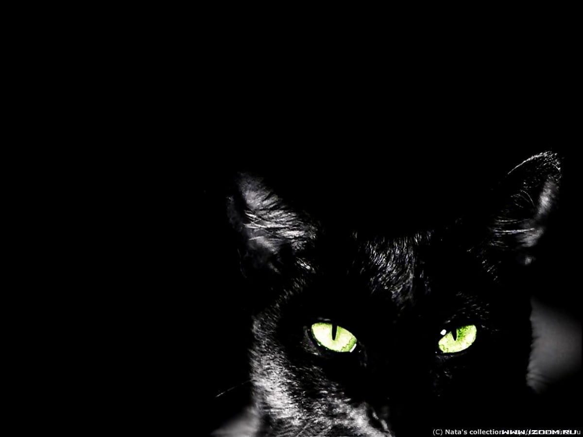 Schwarz Hintergrundbild 1200x900. Hintergrundbild Katzen, Schwarze Katze, Schwarze. Download freie Hintergrundbilder