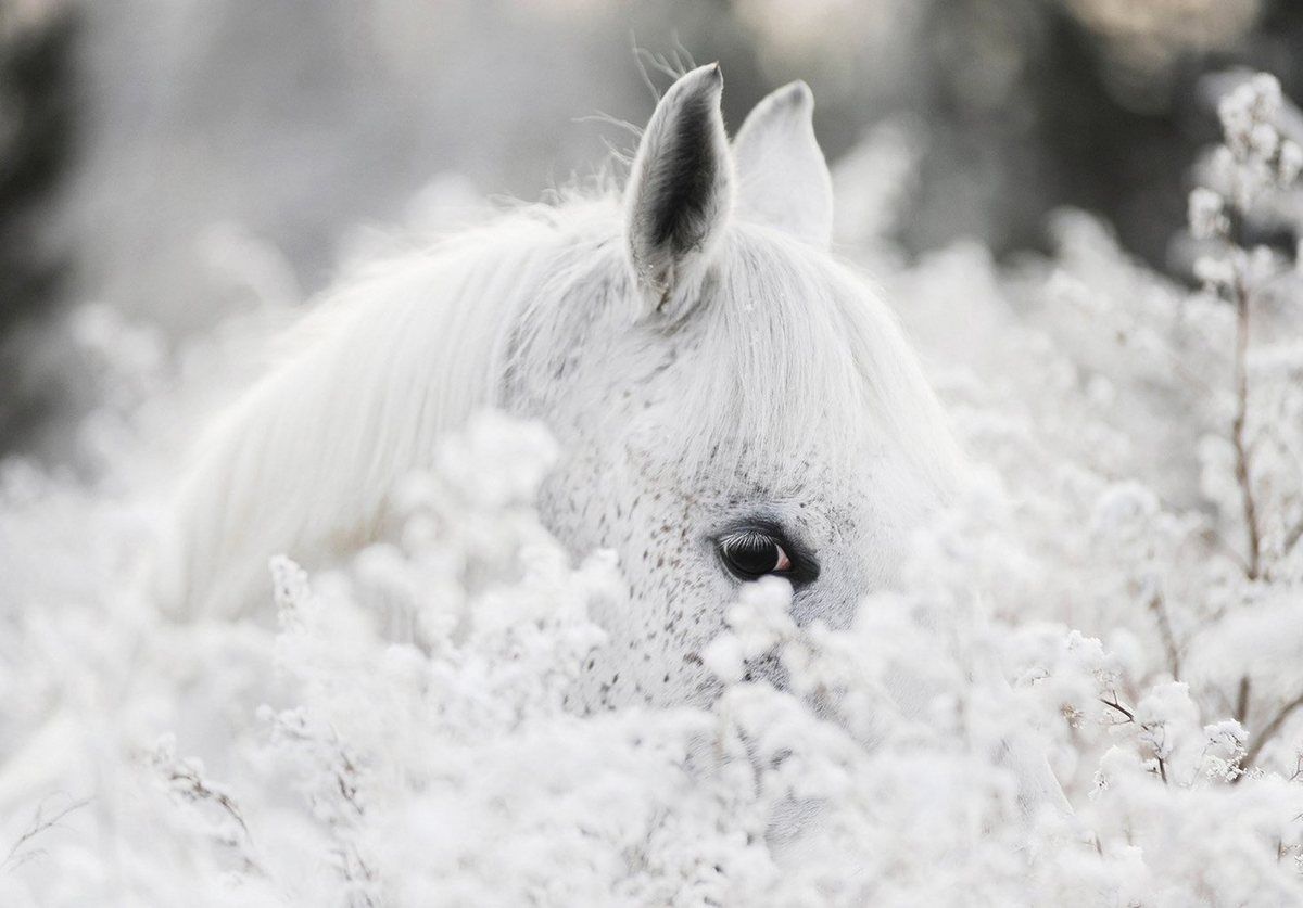  Pferde Im Schnee Hintergrundbild 1200x837. Consalnet Vliestapete Weißes Pferd im Schnee, Motiv. Pferde im schnee, Weiße pferde, Pferde tapete