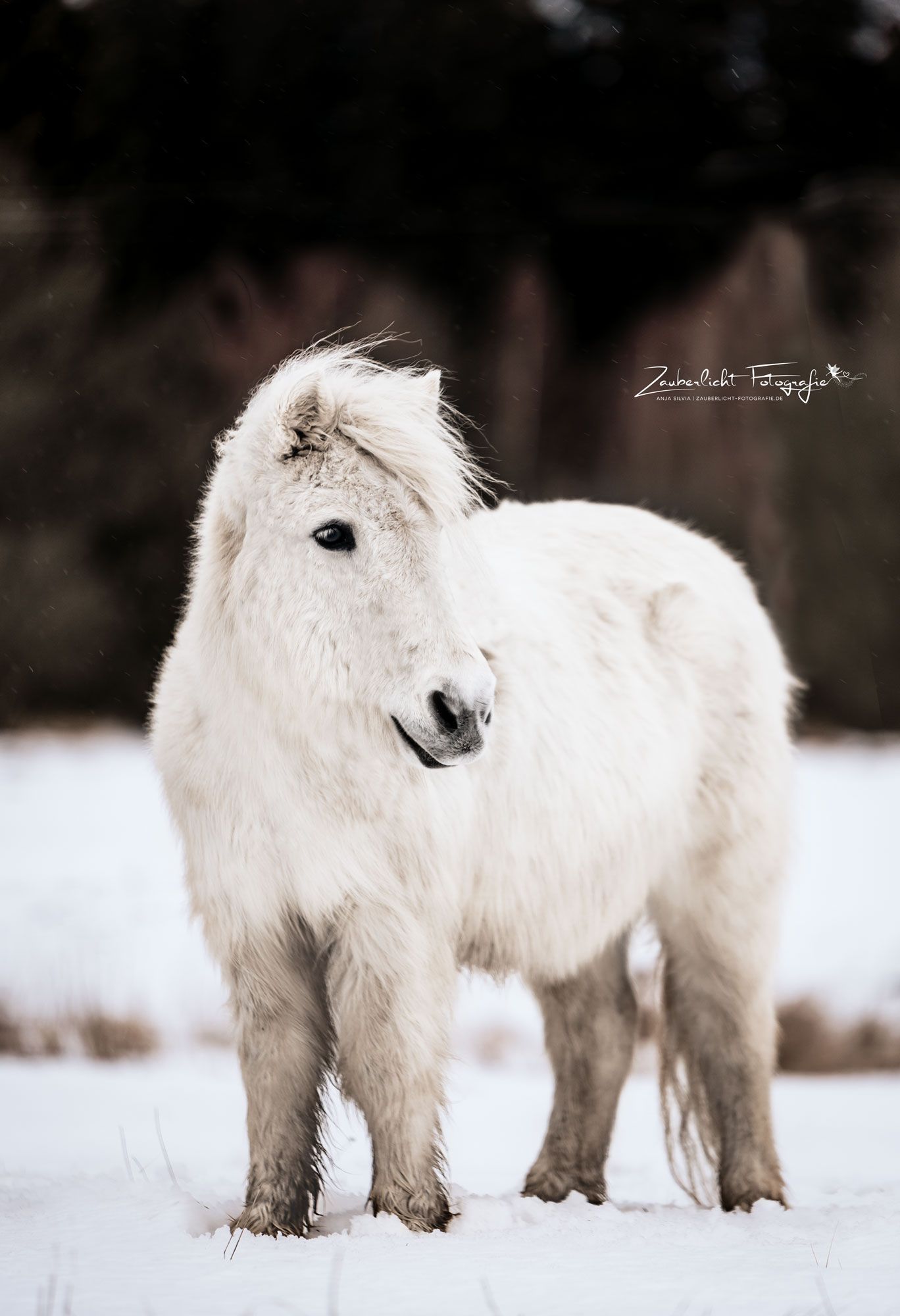  Pferde Im Schnee Hintergrundbild 1368x2000. Shetland Pony im Schnee. Niedliche pferde, Pferderassen, Schöne pferde